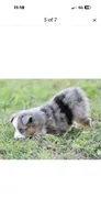 Beau, a male Toy Australian Shepherd for sale in San Diego, CA – 4 of 6
