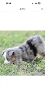 Beau, a male Toy Australian Shepherd for sale in San Diego, CA – 3 of 6