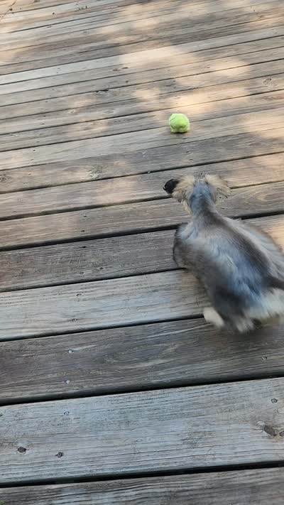 HAZEL, a female Miniature Schnauzer for sale in Snellville, GA – 8 of 8