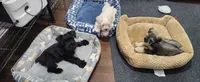 HAZEL, a female Miniature Schnauzer for sale in Snellville, GA – 6 of 8