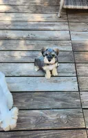 HAZEL, a female Miniature Schnauzer for sale in Snellville, GA – 5 of 8
