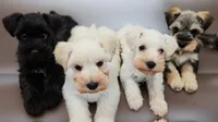 Daisy, a female Miniature Schnauzer for sale in Snellville, GA – 5 of 5