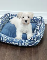 Daisy, a female Miniature Schnauzer for sale in Snellville, GA – 3 of 5