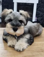HAZEL, a female Miniature Schnauzer for sale in Snellville, GA – 4 of 8