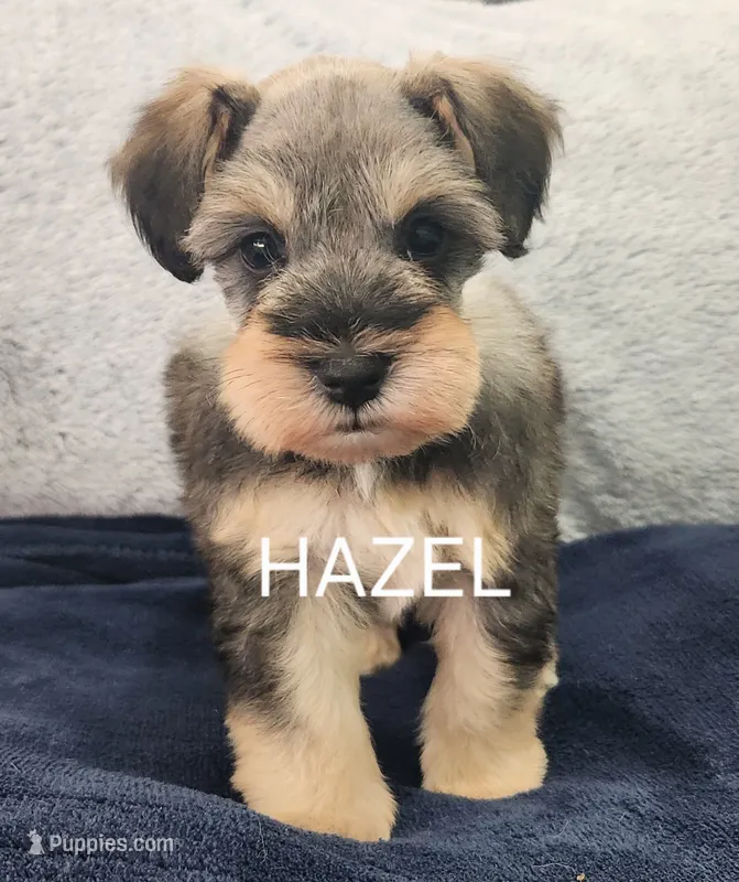 HAZEL – Miniature Schnauzer puppy for sale in Snellville, GA