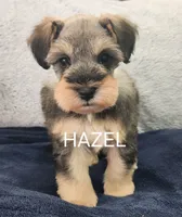 HAZEL, a female Miniature Schnauzer for sale in Snellville, GA – 1 of 8