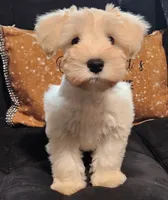 Daisy, a female Miniature Schnauzer for sale in Snellville, GA – 2 of 5