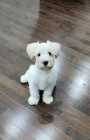 Daisy, a female Miniature Schnauzer for sale in Snellville, GA – 4 of 5