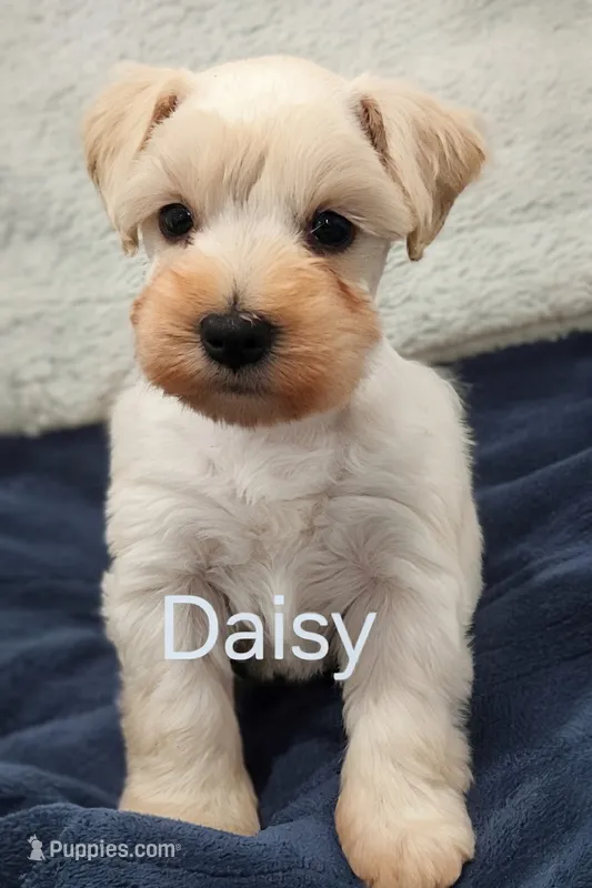 Daisy – Miniature Schnauzer puppy for sale in Snellville, GA