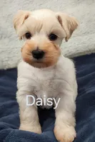 Daisy, a female Miniature Schnauzer for sale in Snellville, GA – 1 of 5