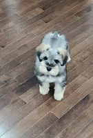 HAZEL, a female Miniature Schnauzer for sale in Snellville, GA – 2 of 8