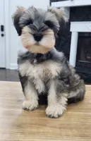 HAZEL, a female Miniature Schnauzer for sale in Snellville, GA – 3 of 8