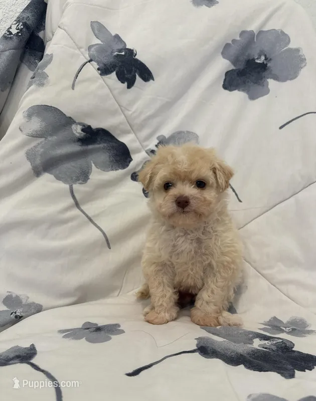 Luna – Maltipoo puppy for sale in Rialto, CA