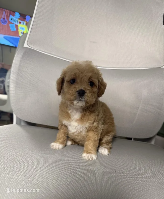 star – Maltipoo puppy for sale in Whittier, CA