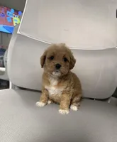 star, a female Maltipoo for sale in Whittier, CA – 1 of 2
