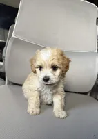 rex, a male Maltipoo for sale in Whittier, CA – 1 of 1