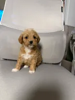 star, a female Maltipoo for sale in Whittier, CA – 2 of 2