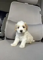snow, a male Maltipoo for sale in Whittier, CA – 1 of 2
