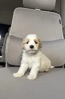 snow, a male Maltipoo for sale in Whittier, CA – 2 of 2