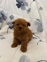 RED TEDDY , a male Maltipoo for sale in Orange, CA – Photo 3 of 3