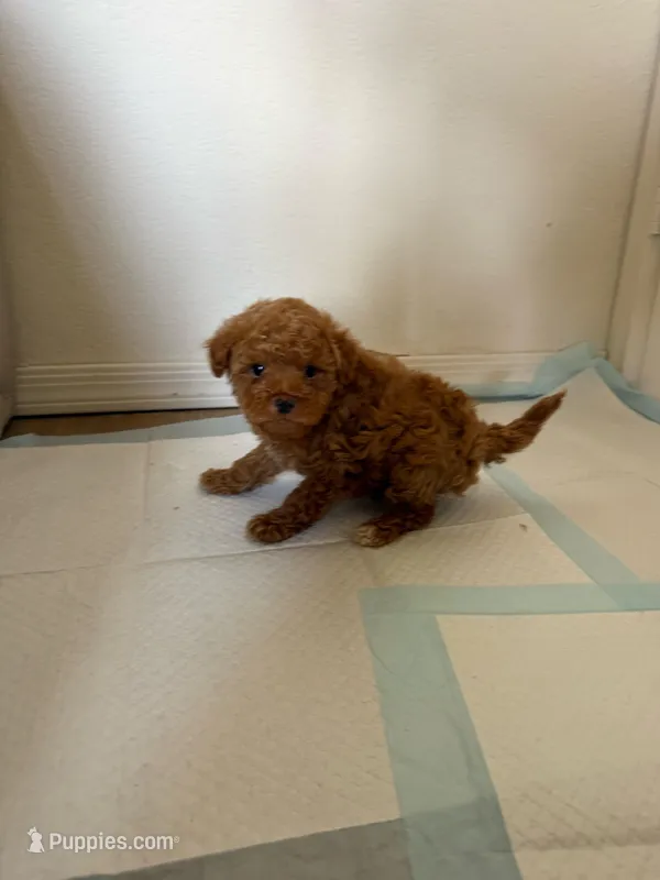 Milo, a male Maltipoo for sale in Rialto, CA – Photo 1 of 1