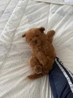 RED TEDDY , a male Maltipoo for sale in Orange, CA – Photo 1 of 3