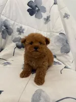 RED TEDDY , a male Maltipoo for sale in Orange, CA – Photo 2 of 3