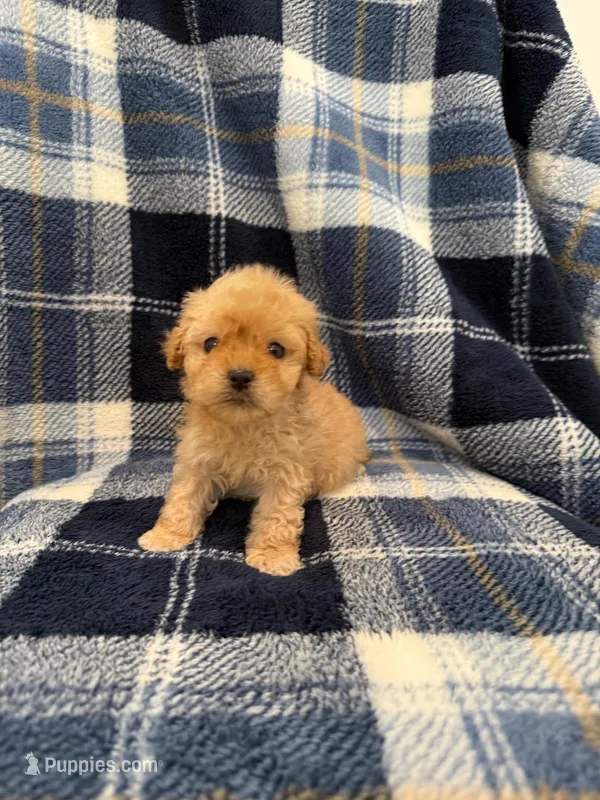 Zeus – Maltipoo puppy for sale in Rialto, CA