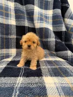 Zeus, a male Maltipoo for sale in Rialto, CA – Photo 1 of 2