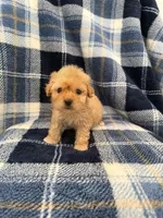 Zeus, a male Maltipoo for sale in Rialto, CA – Photo 2 of 2