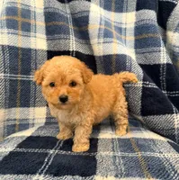 Coco, a female Maltipoo for sale in Rialto, CA – Photo 2 of 2