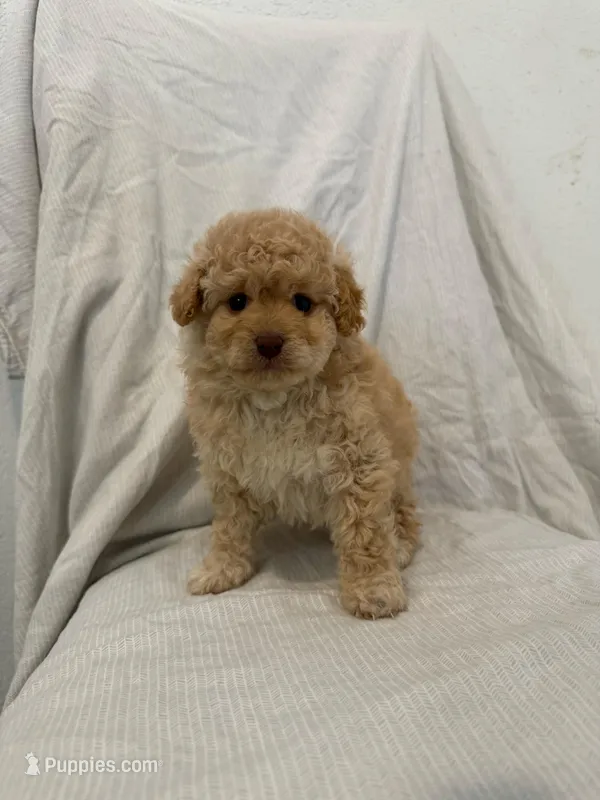 Coco – Maltipoo puppy for sale in Rialto, CA