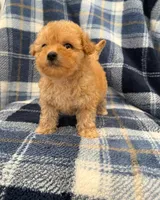 Coco, a female Maltipoo for sale in Rialto, CA – Photo 1 of 2