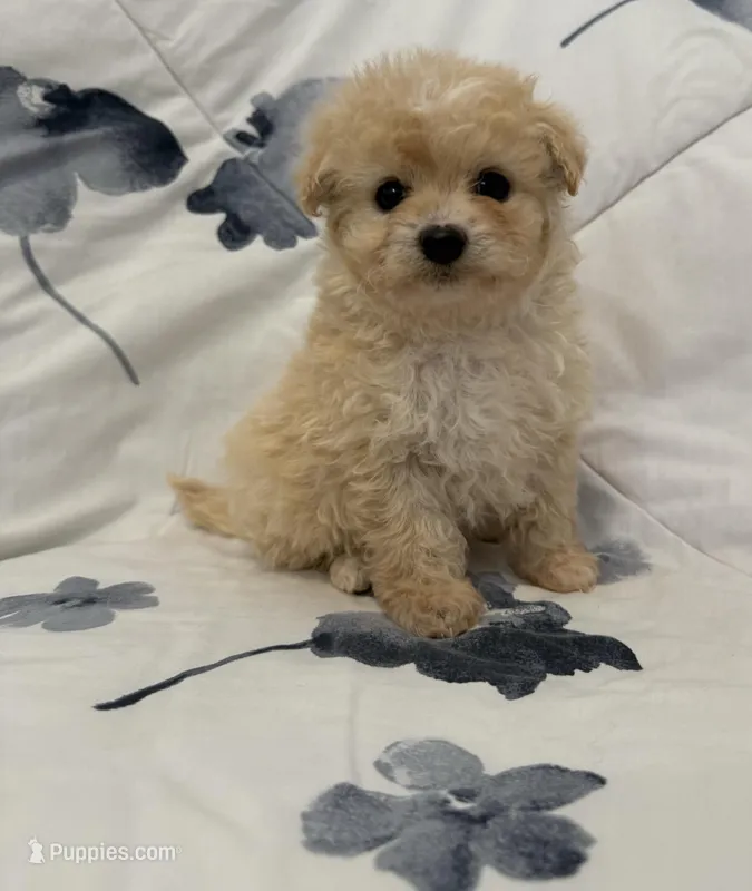 Chanel  – Maltipoo puppy for sale in Orange, CA