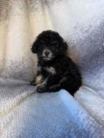 rocky , a male Maltipoo for sale in Pico Rivera, CA – 3 of 3