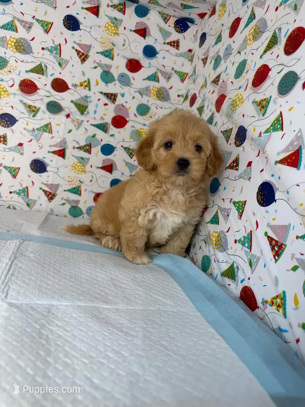 chanel  – Maltipoo puppy for sale in Fontana, CA