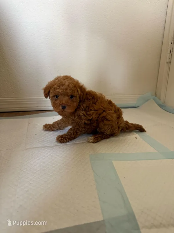 Red – Maltipoo puppy for sale in Rialto, CA