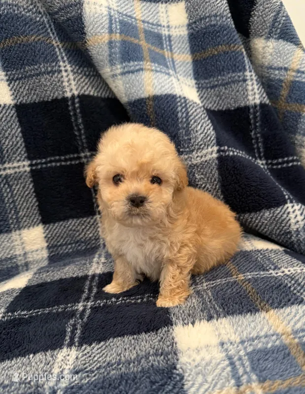Koda – Maltipoo puppy for sale in Rialto, CA