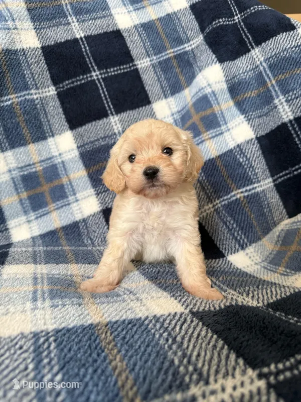 Jelly – Maltipoo puppy for sale in Rialto, CA