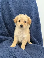 Cupcake , a female Maltipoo for sale in Rialto, CA – Photo 2 of 2