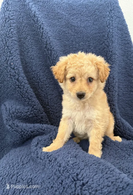 Cupcake  – Maltipoo puppy for sale in Rialto, CA