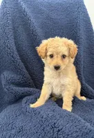 Cupcake , a female Maltipoo for sale in Rialto, CA – Photo 1 of 2