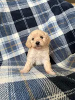 Jelly, a male Maltipoo for sale in Rialto, CA – Photo 2 of 2