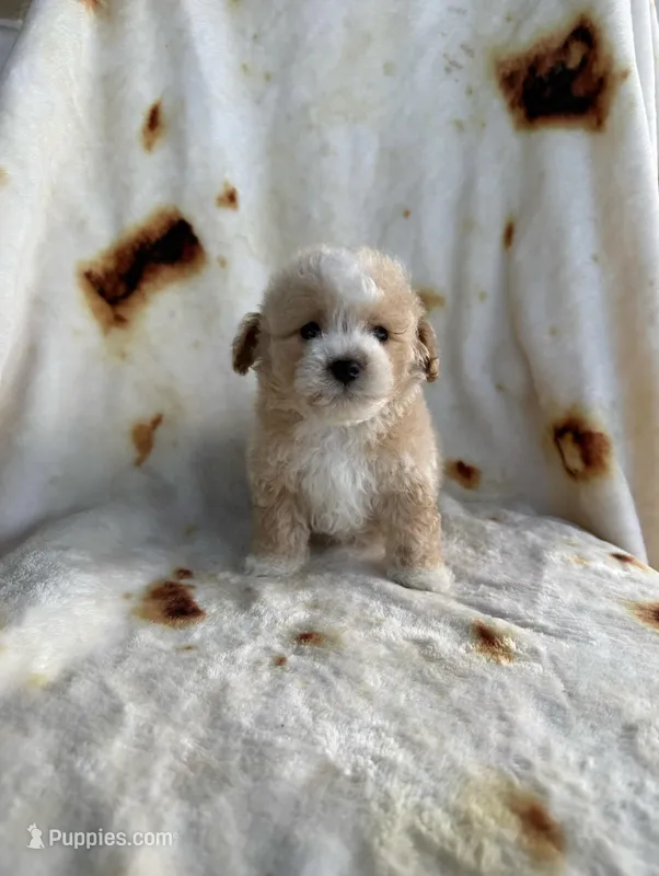 Koda , a  Maltipoo for sale in San Marcos, CA – Photo 1 of 1