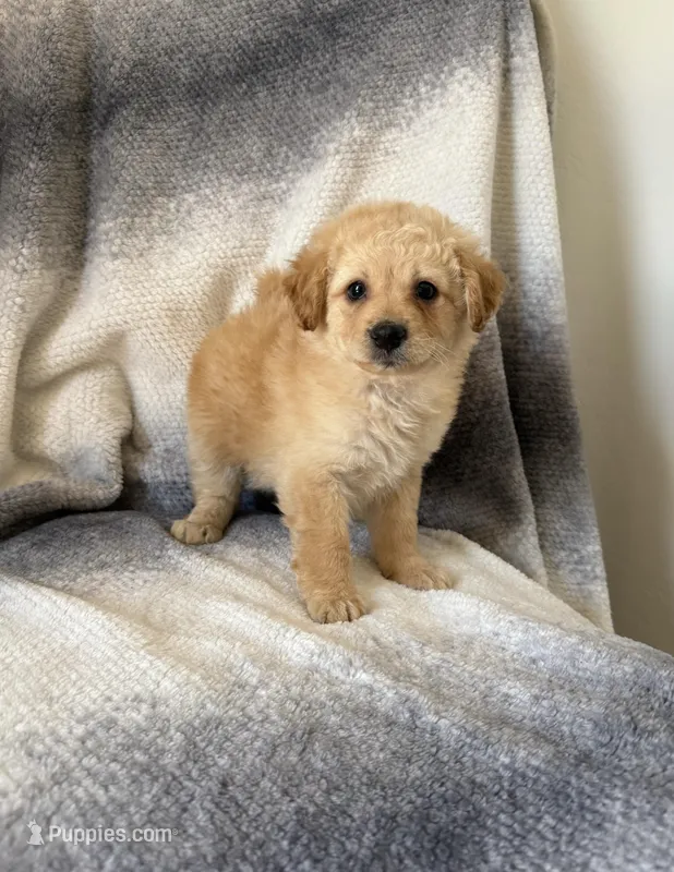Minnie  – Maltipoo puppy for sale in Fontana, CA