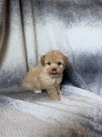 minnie , a female Maltipoo for sale in Pico Rivera, CA – 2 of 2