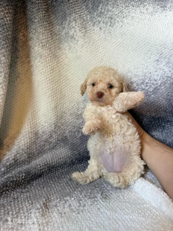 roxy – Maltipoo puppy for sale in Pico Rivera, CA