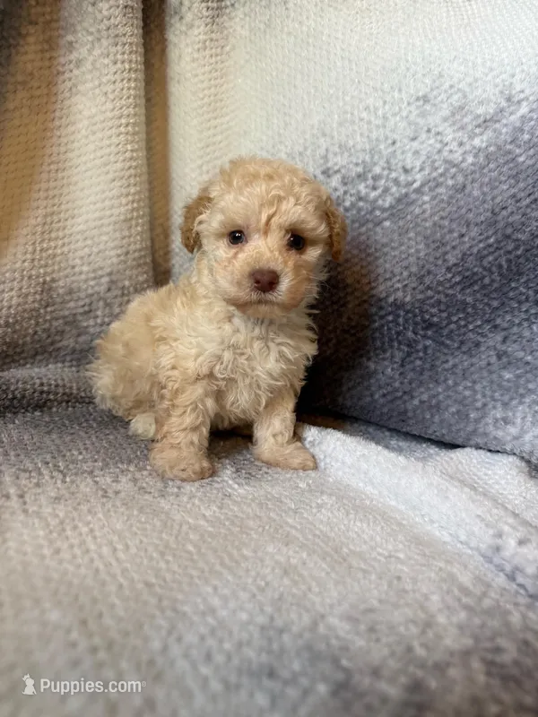 pluto – Maltipoo puppy for sale in Pico Rivera, CA