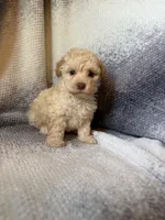 pluto, a male Maltipoo for sale in Pico Rivera, CA – 1 of 1