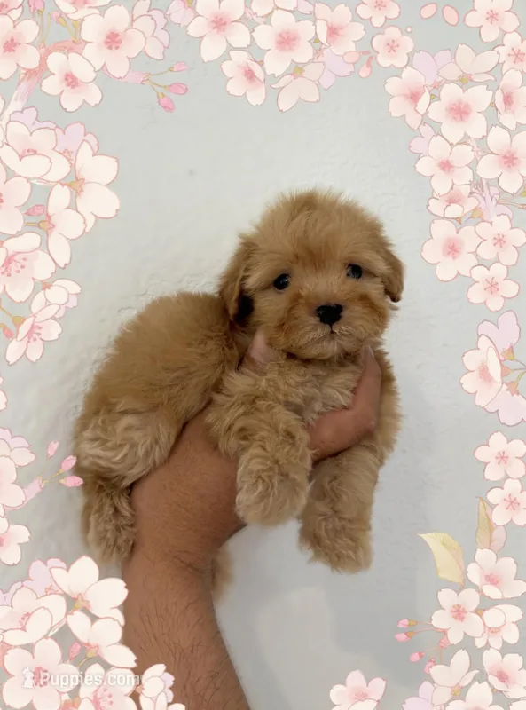 Honey  – Maltipoo puppy for sale in Orange, CA